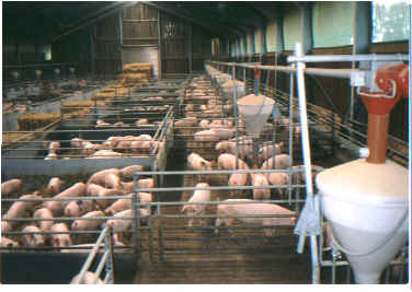 Schweinestallinnen.bmp (301230 Byte)